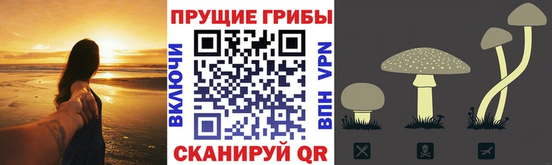 Галлюциногенные грибы прущие грибы  Богучар 